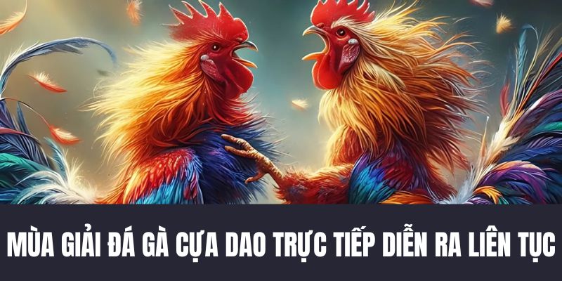 Mùa giải thi đấu các chiến kê diễn ra liên tục