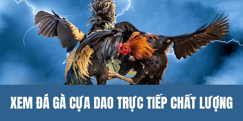 Xem đá gà dao trực tiếp chất lượng hàng ngày